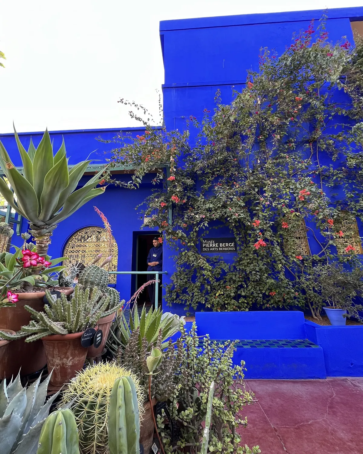 A bright blue wall with bougainvillea climbing it, a cactus bed in front and a small plaque by a door, in the part of the garden that holds the Berber Museum