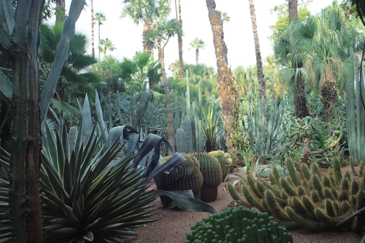 A bed of cacti, agaves and palms in the Majorelle Garden, with spiky silver-green plants in the foreground