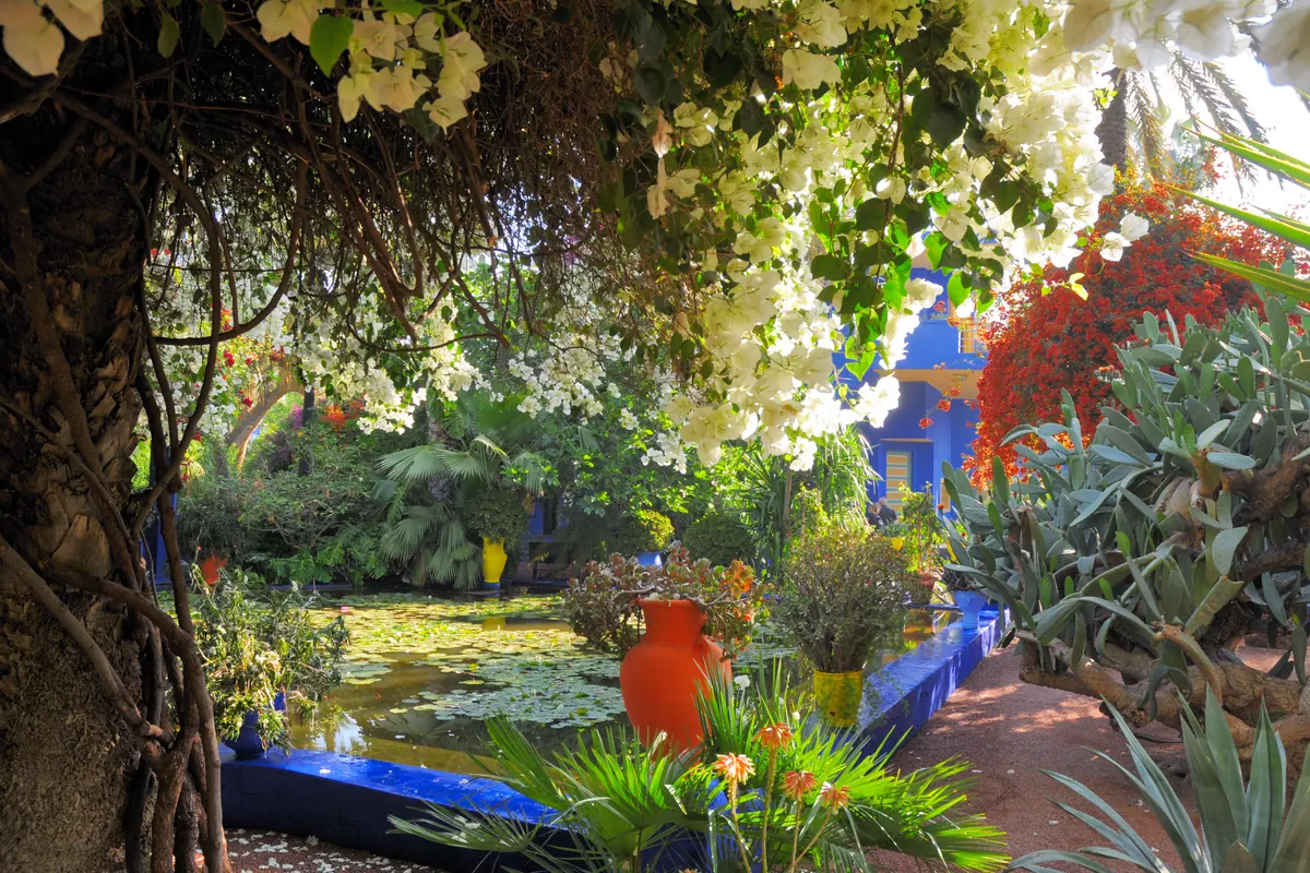 A pond with water lilies and a blue-edged basin under bougainvillea and trailing plants in the Majorelle Garden