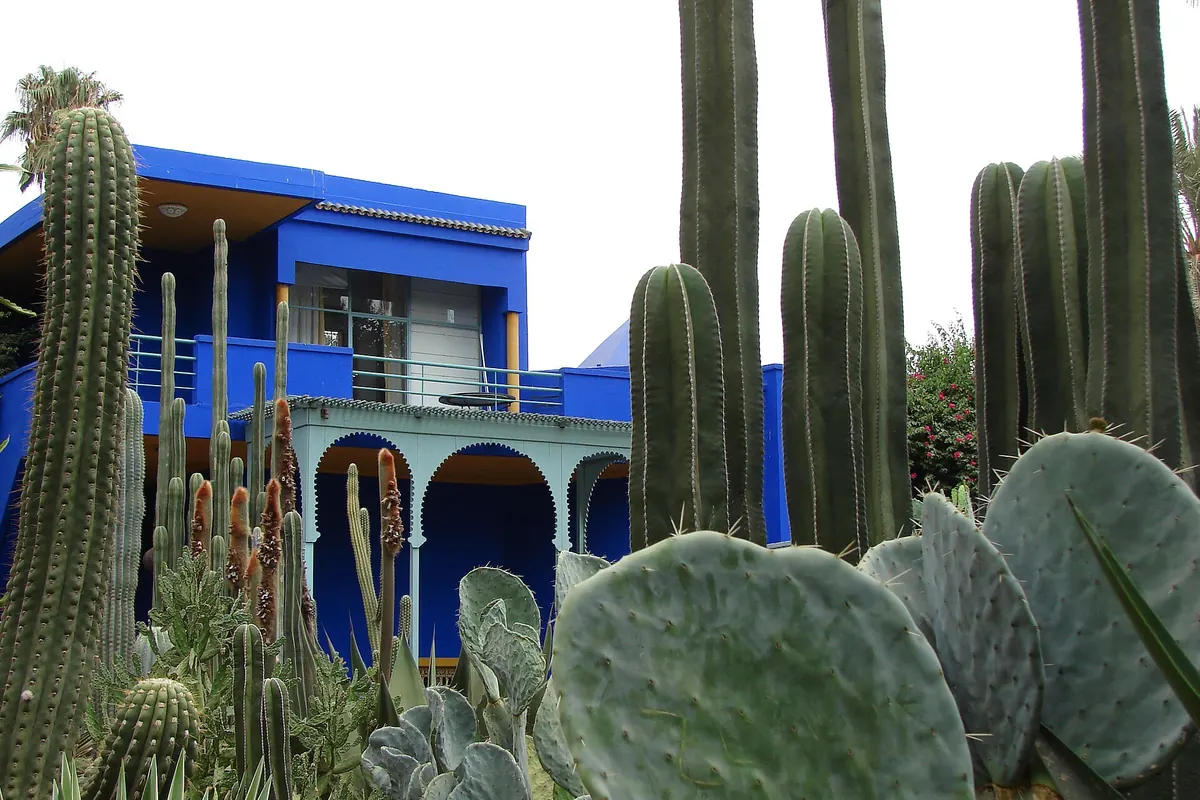 The blue Cubist villa of the Majorelle Garden seen over beds of tall cacti and prickly pear
